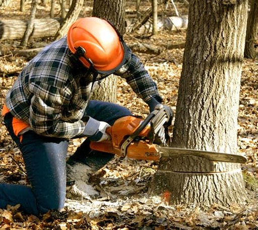 Tree Removal in Alpine, AL